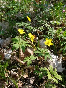 -anemone_ranunculoides-cela.jpg