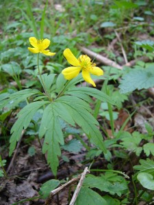 -anemone_ranunculoides.jpg