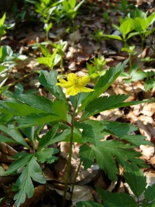 -anemone_ranunculoides1.jpg