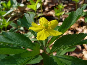 -anemone_ranunculoides-detail.jpg