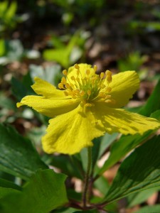 -anemone_ranunculoides-detail1.jpg