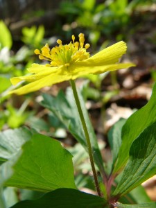 -anemone_ranunculoides-detail2.jpg