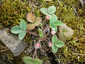 -potentilla_micrantha-cela.jpg