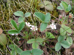 -potentilla_micrantha-cela1.jpg