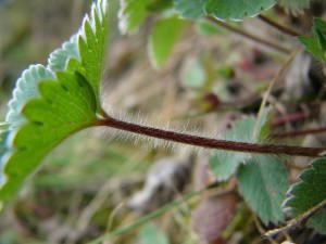 -potentilla_micrantha1.jpg