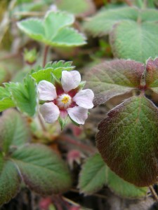 -potentilla_micrantha-kvet1.jpg