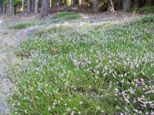 -calluna_vulgaris-porost.jpg