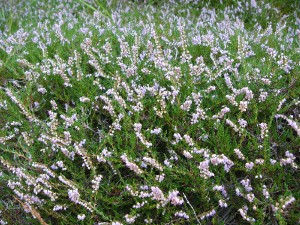 -calluna_vulgaris-porost1.jpg