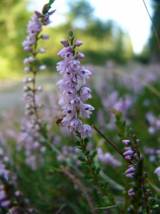 -calluna_vulgaris.jpg