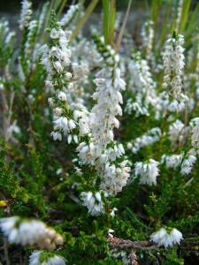 -calluna_vulgaris1.jpg