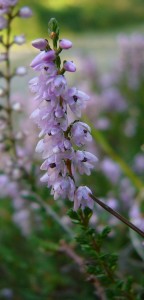 -calluna_vulgaris-detail.jpg