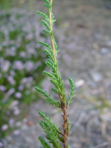 -calluna_vulgaris-detail1.jpg