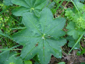 -alchemilla_subcrenata-list1.jpg