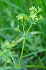 -alchemilla_subcrenata-detail.jpg